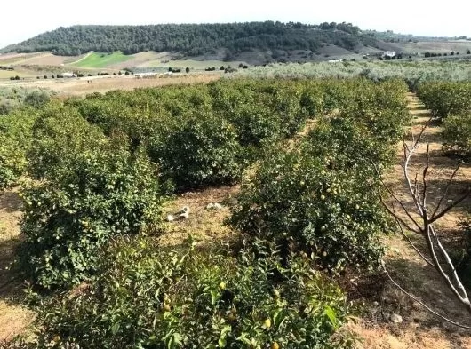 Mersin Yenişehir Çiftlikköy Mahallesinde Satılık Parsel