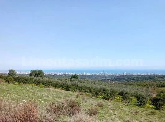 Limon bahçesi 21 dönüm