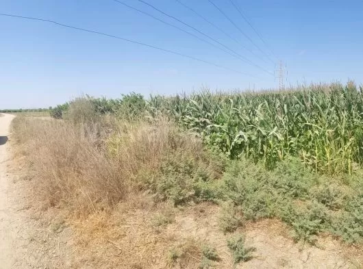 Derya emlaktan Özlüce köyünde acil satılık kelepir tarla