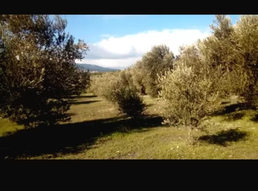 SARUHANLIDA SATILIK İMARLI ARSA