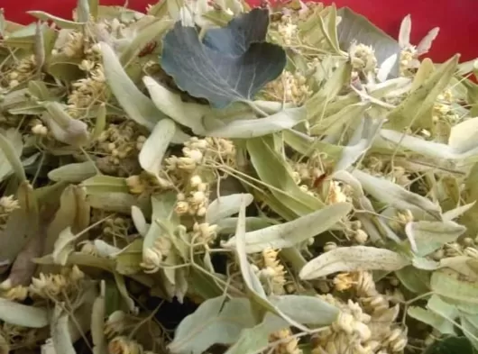 IHLAMUR ÇAYİ BU SENENİN MAHSULÜNDEN