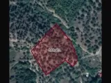 5 dönüm satılık zeytinlik