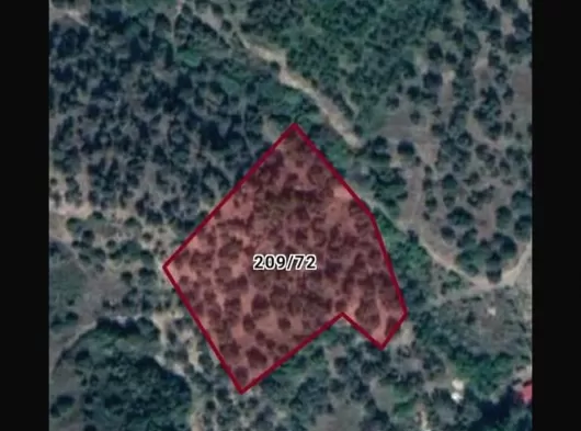 5 dönüm satılık zeytinlik