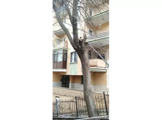 Bag bahce budama yapılır çim biçilir