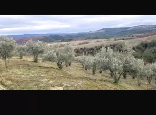 MANİSA SARUHANLI SEYİTOBA MAHALLESİNDE 1575 m2 TEK TAPU BAHÇE