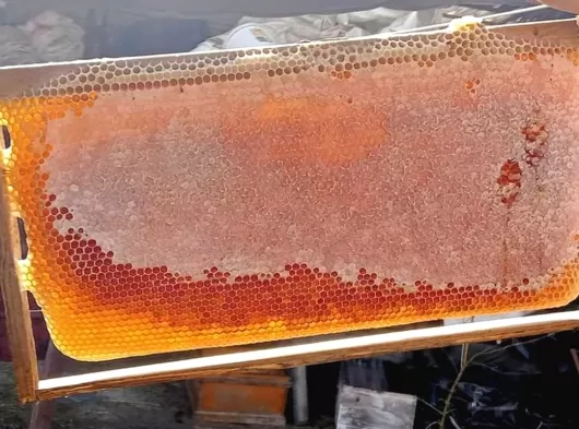 Kuşadası Davutlar Balı sipariş alınır