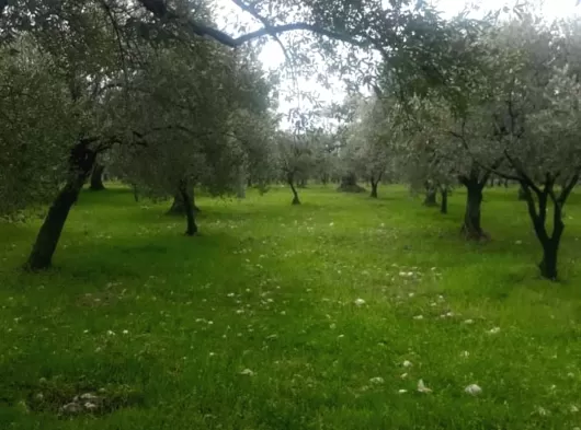 257m² MANİSA KIRKAĞAÇ DA MASRAFSIZ BAHÇELİ OTURULMAYA HAZIR EV