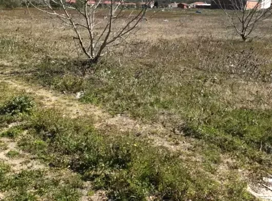 MANİSA AKHİSAR BALLICA MAHALLESİ 2250 M2 TEK TAPU TARLA