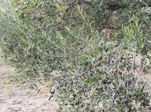 MANİSA KÖPRÜBAŞI RAĞILLAR MAHALLESİ 3905 m2 TEK TAPU ZEYTİNLİK