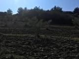 ESEL EMLAKTAN MANİSA SARUHANLI HACIMUSA MAHALLESİNDE 7900 m2 TEK TAPU ZEYTİNLİK