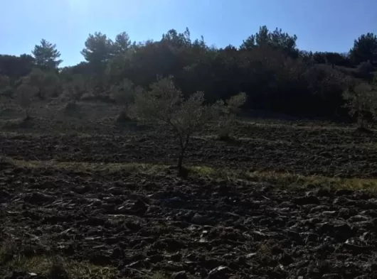 ESEL EMLAKTAN MANİSA SARUHANLI HACIMUSA MAHALLESİNDE 7900 m2 TEK TAPU ZEYTİNLİK