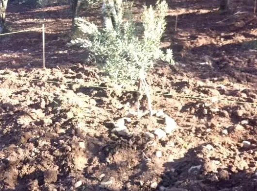 SARUHANLI BÜYÜKBELEN MAHALLESİNDE 406 M2 TEK TAPU ZEYTİNLİK