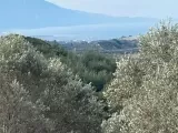 Kuşadası yayla köyde 14 dönüm  imarlı satılık arazi
