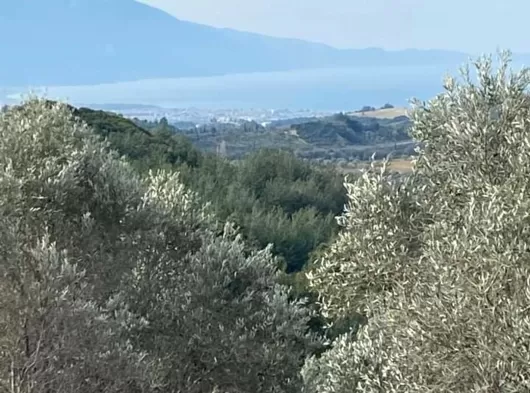 Kuşadası yayla köyde 14 dönüm  imarlı satılık arazi