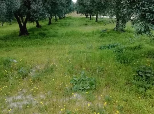 MANİSA AKHİSAR MECİDİYE MAHALLESİ 4800 M2 TEK TAPU OTOBANIN DİBİNDE ZEYTİNLİK