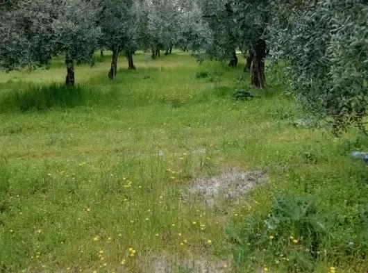 MANİSA AKHİSAR MECİDİYE MAHALLESİ 4800 M2 TEK TAPU OTOBANIN DİBİNDE ZEYTİNLİK