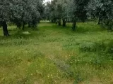 MANİSA AKHİSAR MECİDİYE MAHALLESİ 4800 M2 TEK TAPU OTOBANIN DİBİNDE ZEYTİNLİK