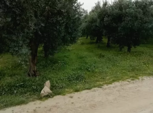 MANİSA AKHİSAR MECİDİYE MAHALLESİ 4800 M2 TEK TAPU OTOBANIN DİBİNDE ZEYTİNLİK