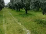 MANİSA AKHİSAR MECİDİYE MAHALLESİ 4800 M2 TEK TAPU OTOBANIN DİBİNDE ZEYTİNLİK