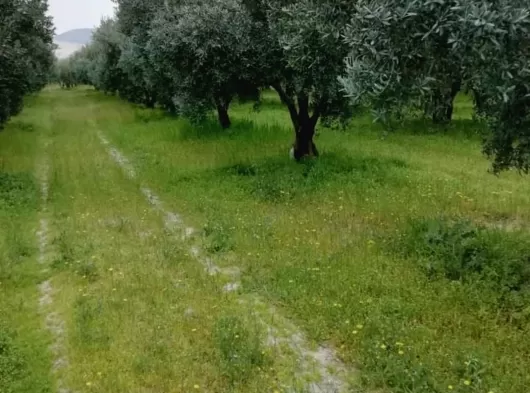 MANİSA AKHİSAR MECİDİYE MAHALLESİ 4800 M2 TEK TAPU OTOBANIN DİBİNDE ZEYTİNLİK