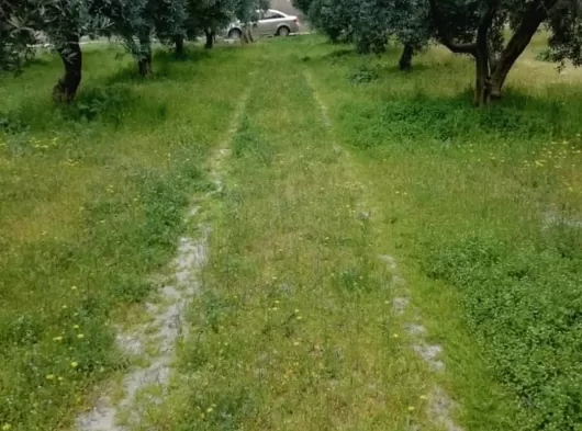 MANİSA AKHİSAR MECİDİYE MAHALLESİ 4800 M2 TEK TAPU OTOBANIN DİBİNDE ZEYTİNLİK