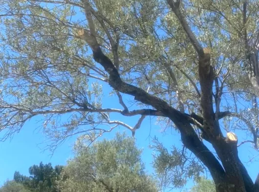 257m² MANİSA KIRKAĞAÇ DA MASRAFSIZ BAHÇELİ OTURULMAYA HAZIR EV