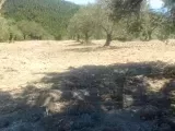SUDAN UCUZ 250M² YOLA CEPHELİ Zeytinlik (KÖYE YÜRÜME MESAFESİNDE) ZEYTİNLİK