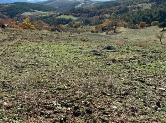 MANİSA AKHİSAR SARNIÇ MAHALLESİNDE SATILIK TARLA