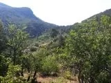 Muğla Dalaman çöğmen köyünde satılık tarla