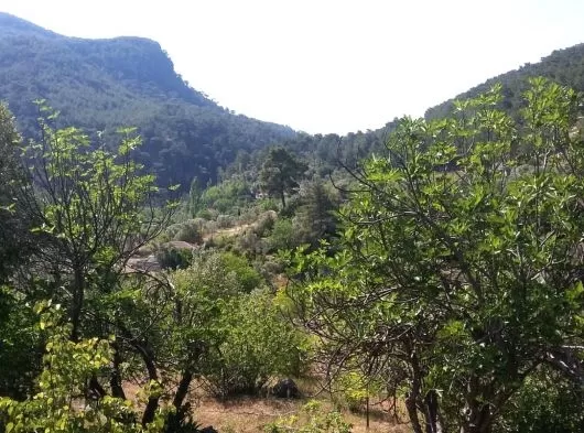 Muğla Dalaman çöğmen köyünde satılık tarla