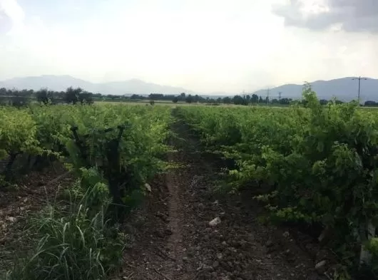 Manisa Tilki Sülaymaniye’ de 1460 m2 Tek Tapu Üzüm Bağı