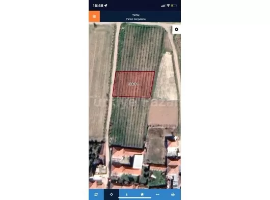 MANİSA KÖPRÜBAŞI RAĞILLAR MAHALLESİ 3905 m2 TEK TAPU ZEYTİNLİK