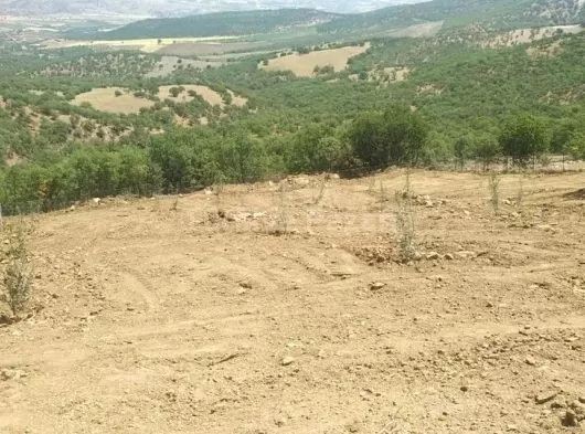 MANİSA AKHİSAR BALLICA MAHALLESİNDE 4400 M2 TEK TAPU ZEYTİNLİK