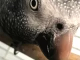 Timneh African Grey Papağan Sahiplendirme
