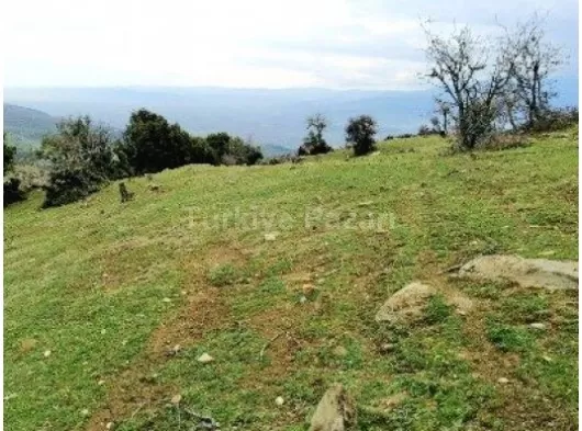 MANİSA KULA VE SELENDİ İLÇELERİNDE ÇİFTLİK NAMZEDİ BAHÇELER M2 100 TL