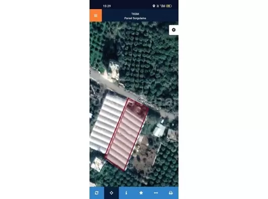 Mersin erdemli kösbucagın da satılık limon bahçesi