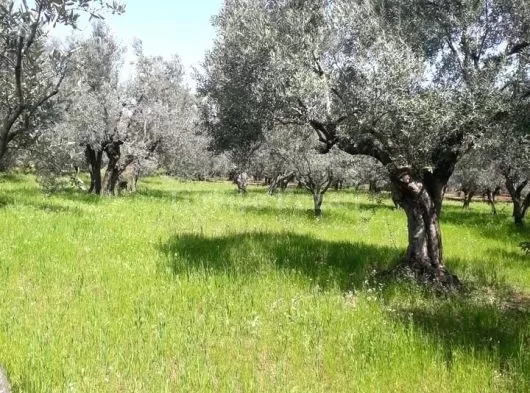 manisa saruhanlı alibeyli mahallesinde satılık arsa