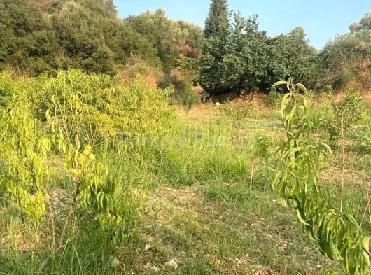 MANİSA AKHİSAR MECİDİYE MAHALLESİ 4800 M2 TEK TAPU OTOBANIN DİBİNDE ZEYTİNLİK