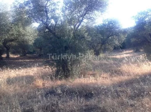 MANİSA AKHİSAR KAYALIOĞLU MAHALLESİNDE 408 m2 TEK TAPU ZEYTİNLİK