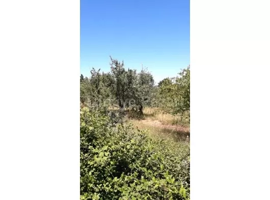 6 donum yetismis meyva bahcesi