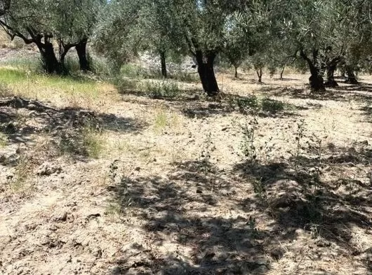 MANİSA AKHİSAR KAYALIOĞLU MAHALLESİNDE 408 m2 TEK TAPU ZEYTİNLİK