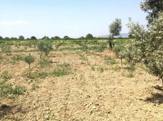 manisa şehzadeler karaoğlanlı mahallesinde 1950 m2 Zeytinlik