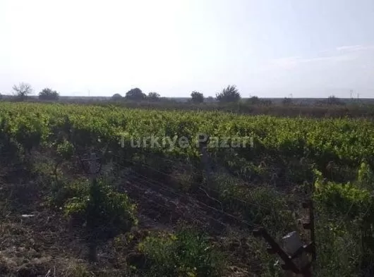 manisa şehzadeler karaoğlanlı mahallesinde 2850 m2 satılık üzüm bağı