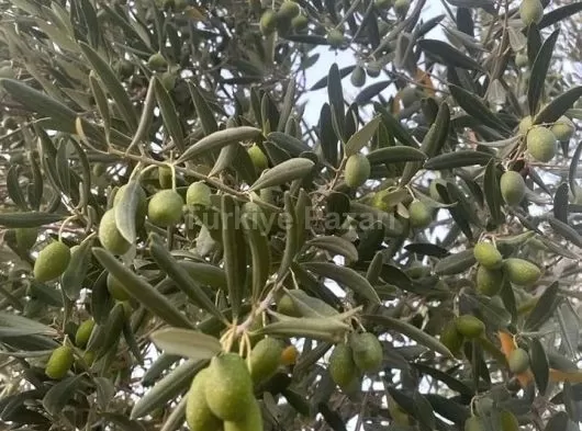 152m² EV MANİSA KIRKAĞAÇ KARAALİDE HALİ HAZIRDA EV ACİL SATILIK