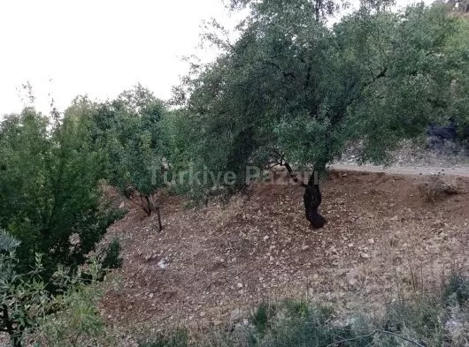 K.MARAŞ DERELİDE SATLIK HİSSELİ BAĞ 1,316 M2