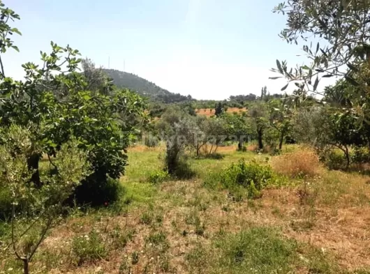 Muhtar Emlaktan İzmir Bayındır Kizilciagacta Satılık Tarla