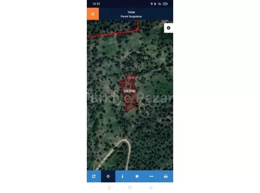 İzmir Bayındır Gaziler de yatırımlık zeytinlik