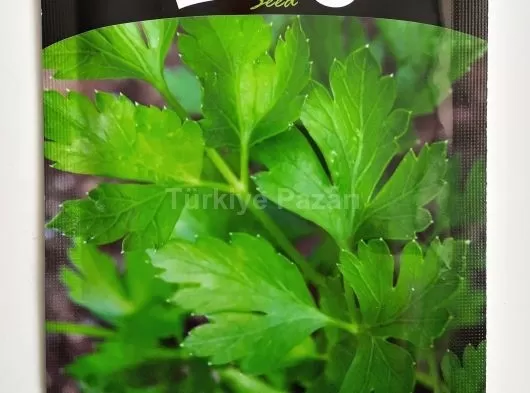 Euro Tohum Nane Tohumu (100 Adet Tohum)