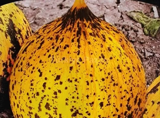 Syngenta Sequestrene Demir Bileşiği İçerikli Bitki Besleme Ürünü