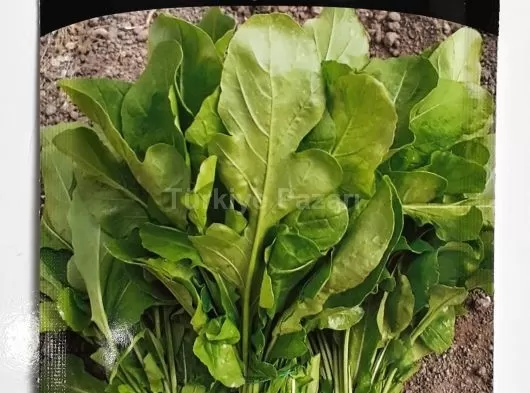 Euro Tohum Karadere Lahana Tohumu 5 GR.